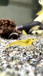 Neocaridina Davidi - Yellow Néon