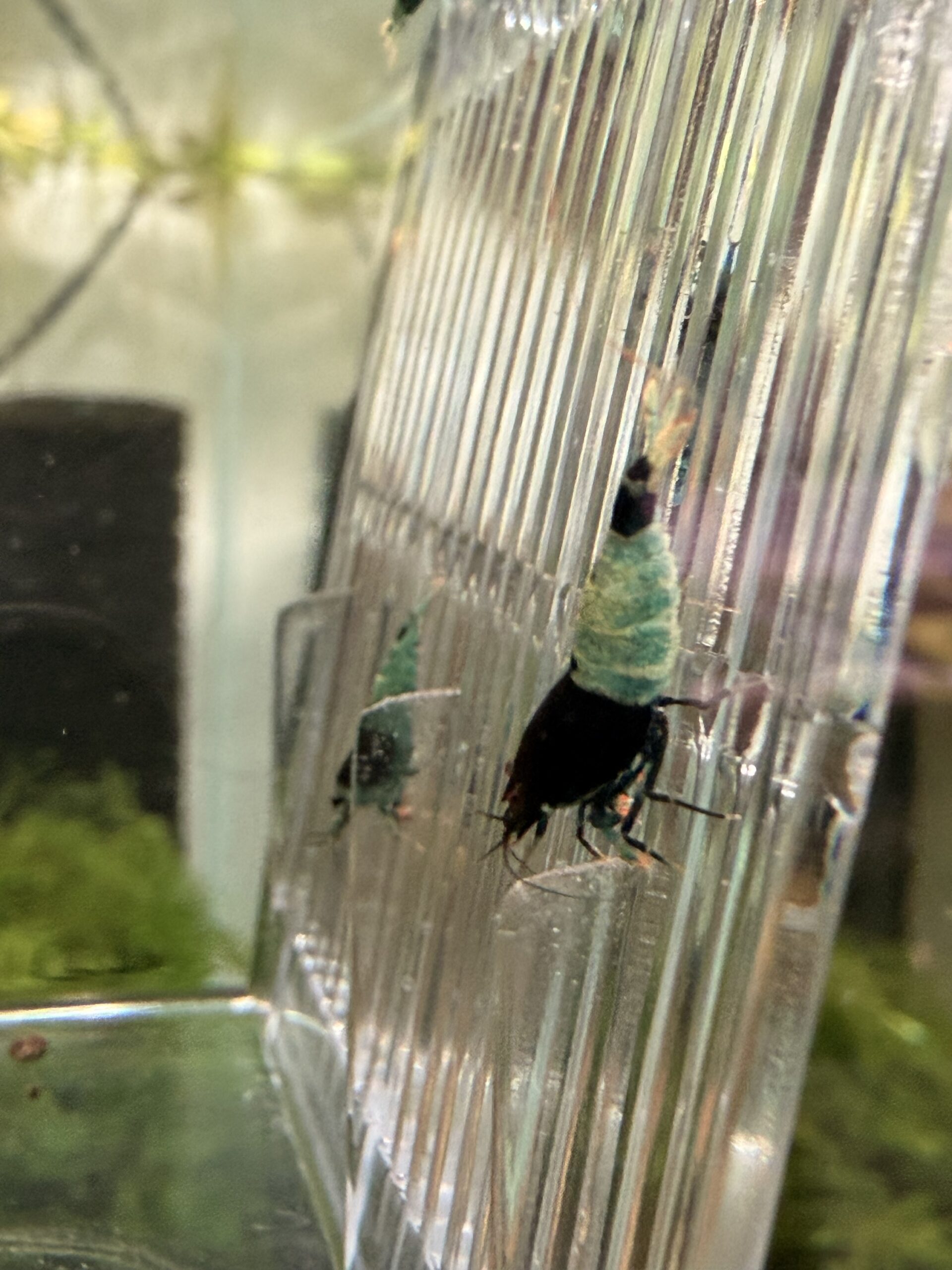 Lot 10x Caridina Mosura Blue