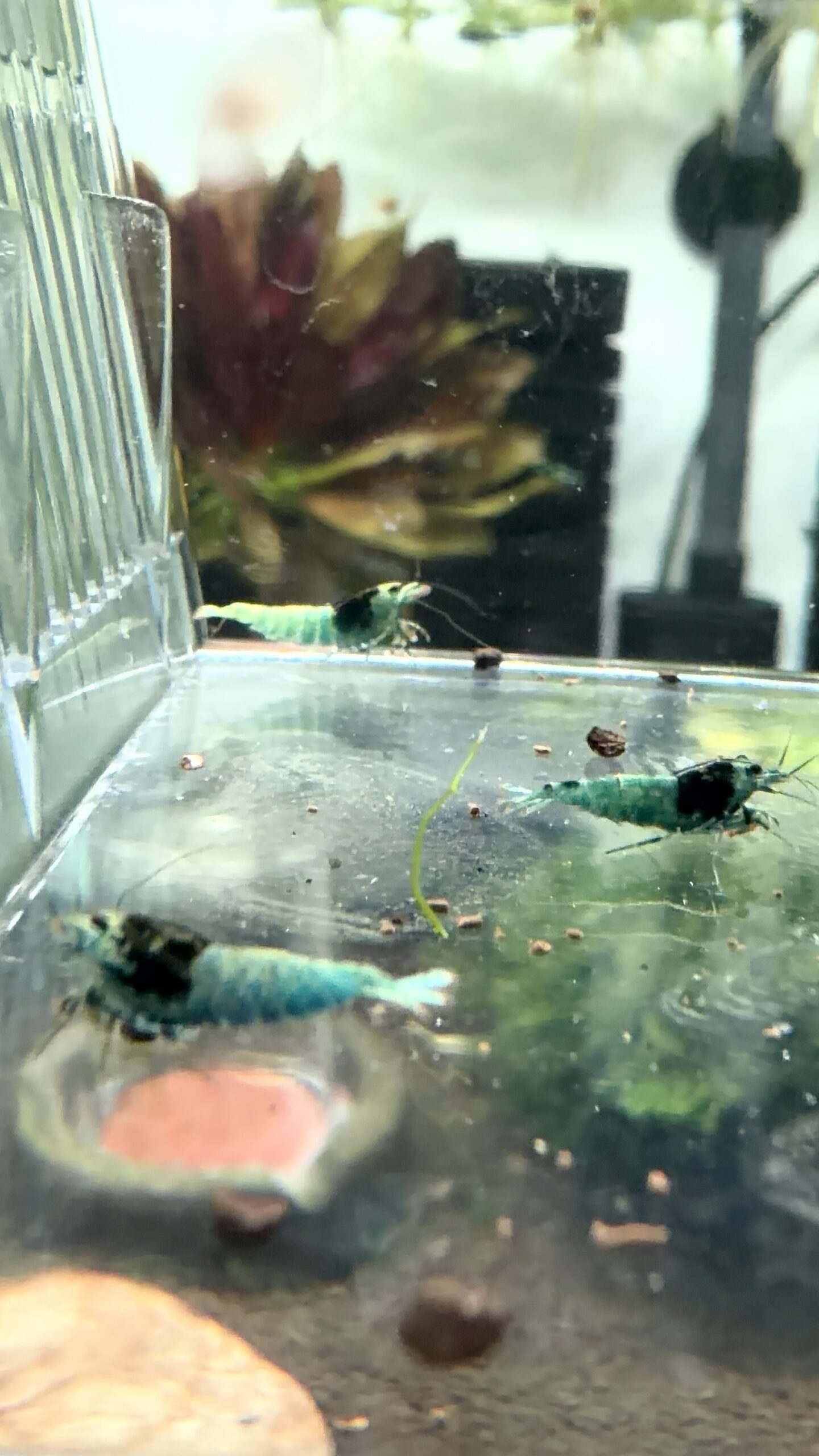 Lot 10x Caridina Mosura Blue – Image 4