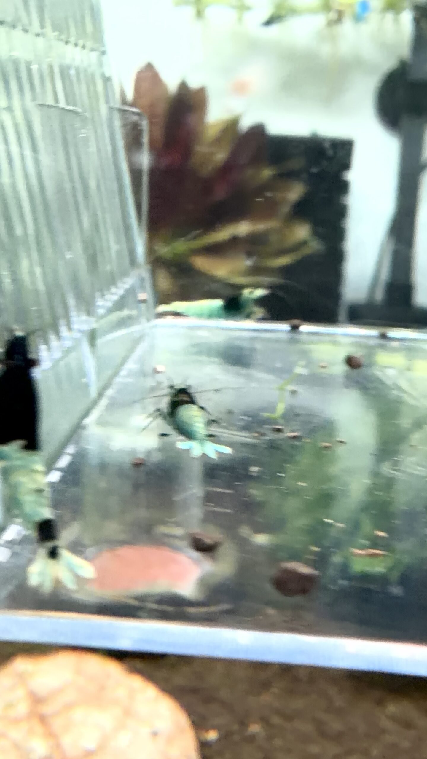 Lot 10x Caridina Mosura Blue – Image 3