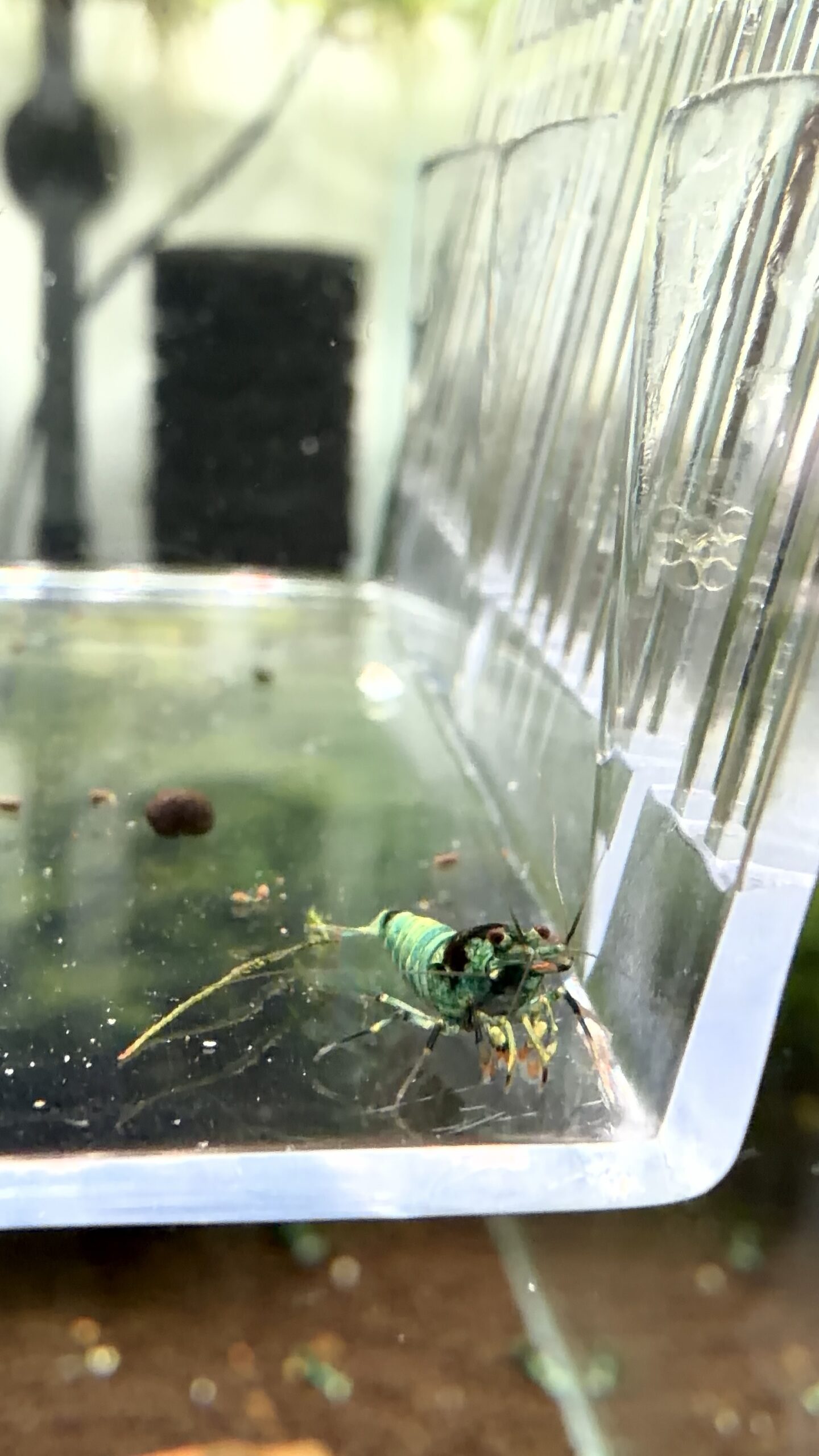 Lot 10x Caridina Mosura Blue – Image 2