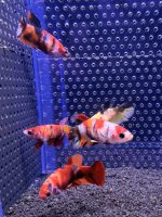 Betta - Plakat Koi Nemo (Femelle)