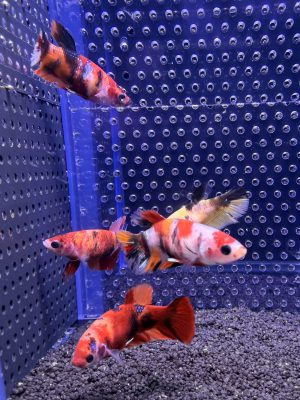 Betta - Plakat Koi Nemo (Femelle)
