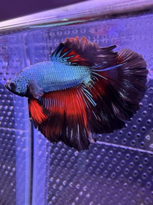 Betta - HalfMoon Dragon (Mâle)