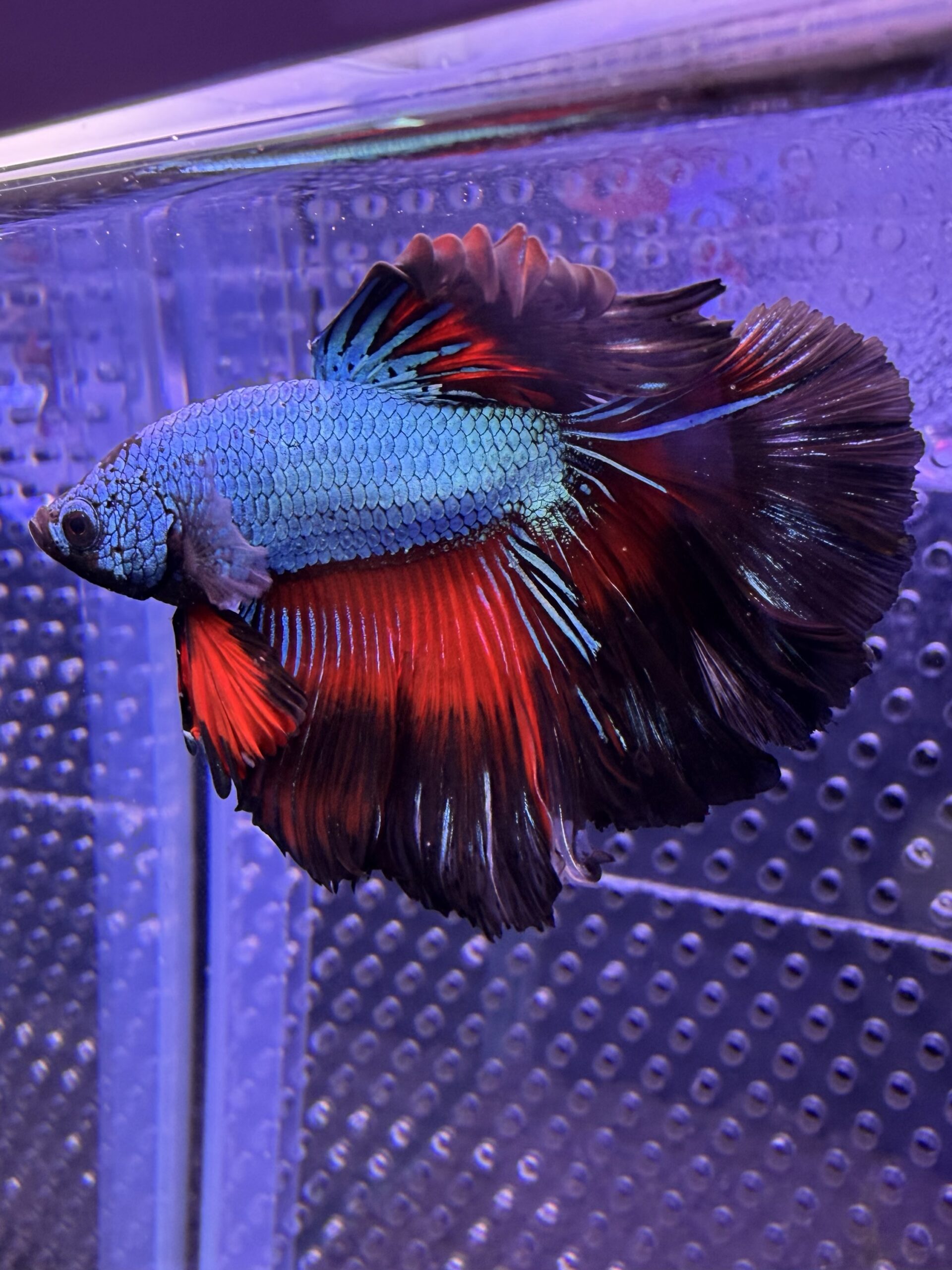 Betta - HalfMoon Dragon (Mâle)