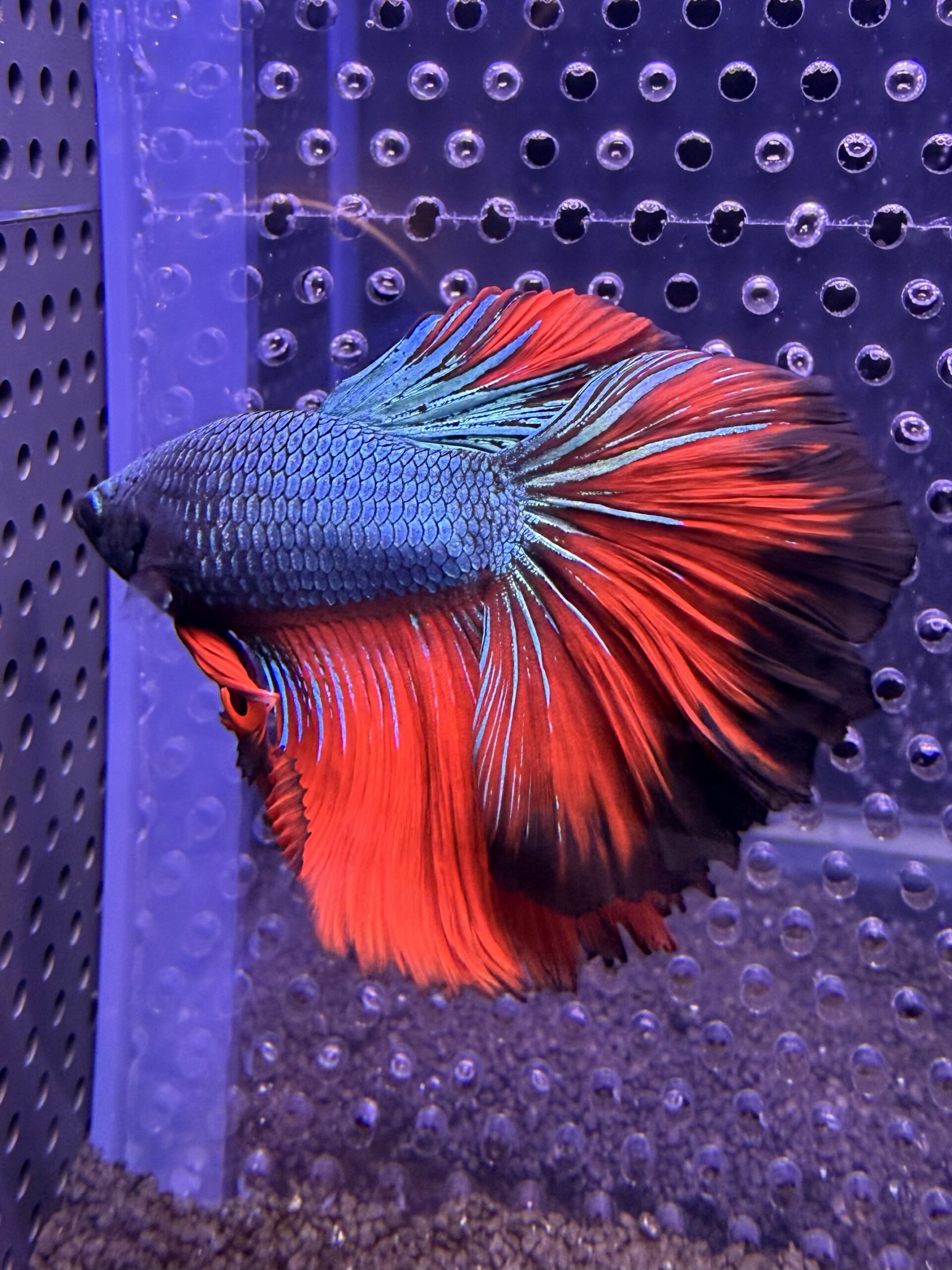 Betta - HalfMoon Dragon (Mâle)