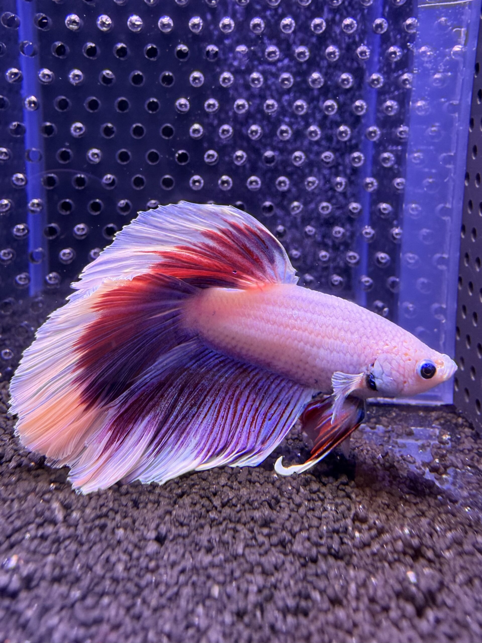 Betta - HalfMoon Lavender (Mâle)