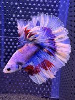 Betta - HalfMoon Lavender (Mâle)