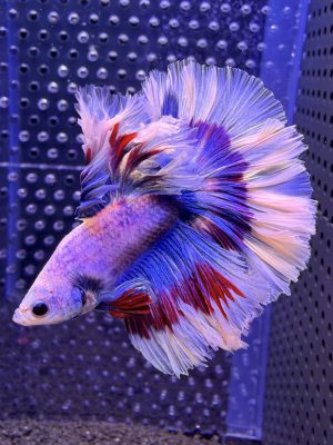 Betta - HalfMoon Lavender (Mâle)