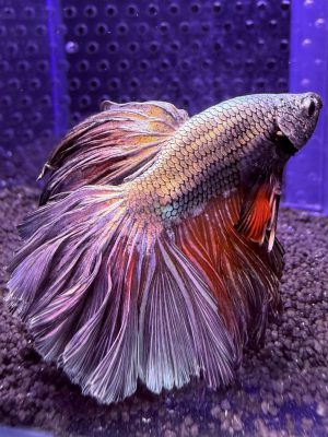 Betta - HalfMoon Copper (Mâle)
