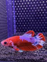 Betta - Plakat Fancy (Mâle)