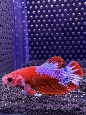Betta - Plakat Fancy (Mâle)