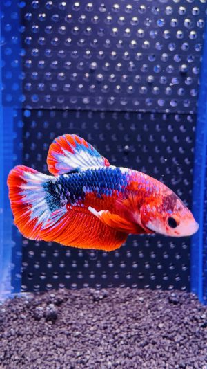 Betta - Plakat Fancy (Mâle)