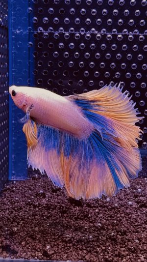 Betta - HalfMoon (Mâle)
