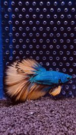 Betta - HalfMoon Mustard (Mâle)