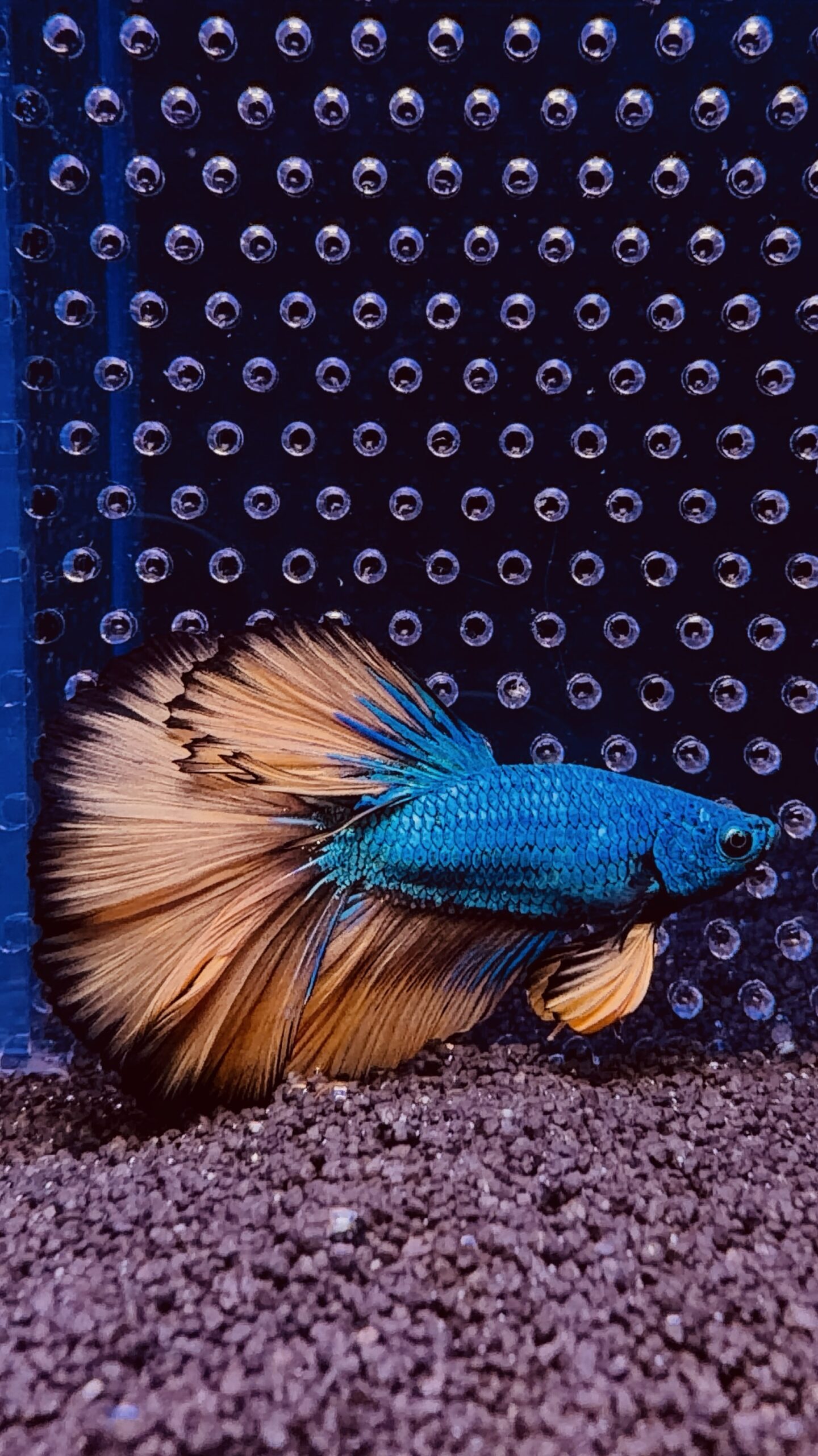 Betta - HalfMoon Mustard (Mâle)