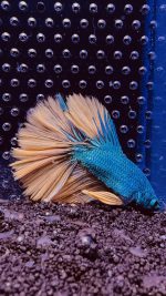 Betta - HalfMoon Mustard (Mâle)