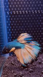 Betta - HalfMoon Mustard (Mâle)