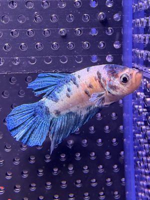 Betta - Plakat Marble Blue (Mâle)