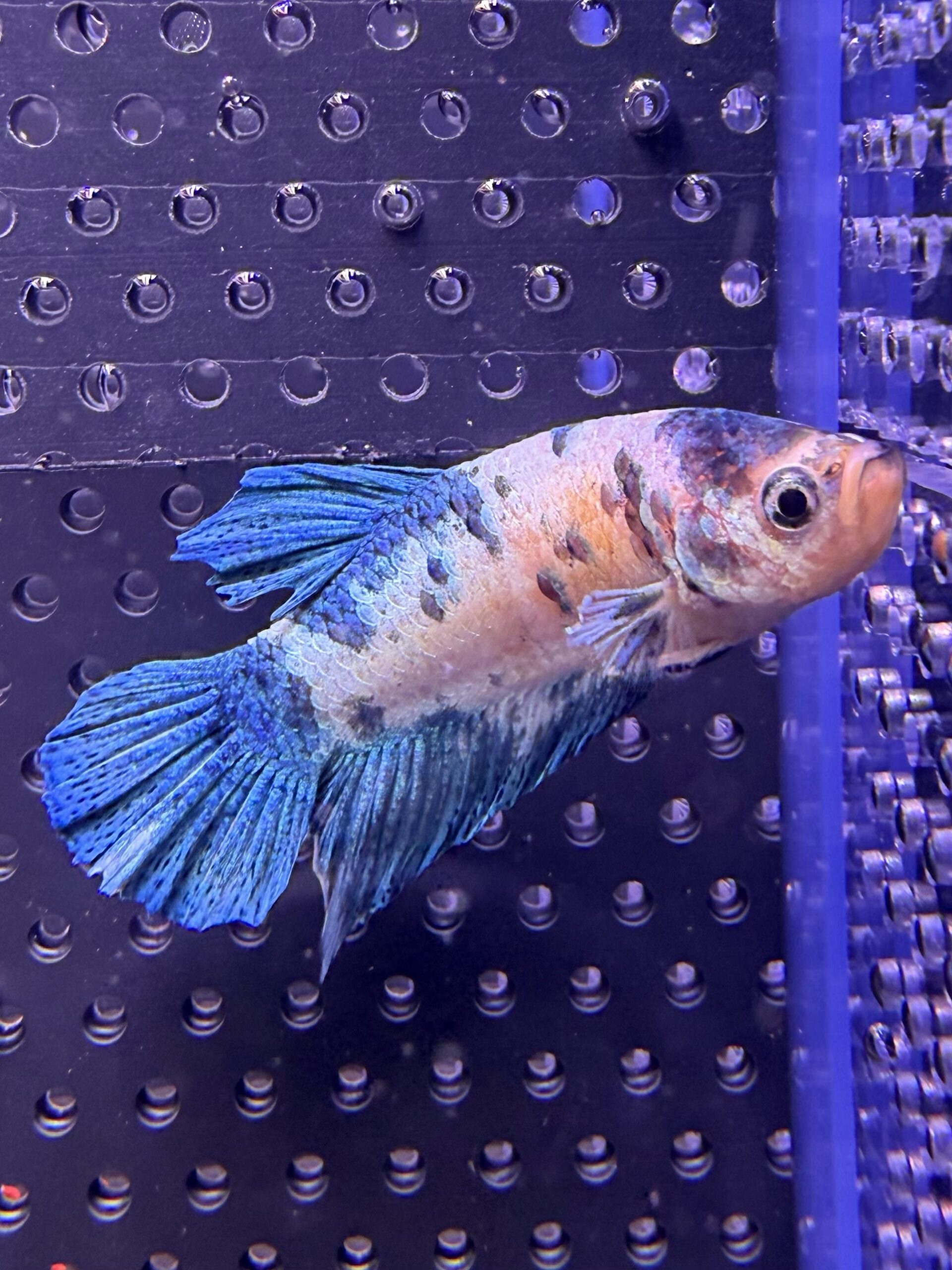 Betta - Plakat Marble Blue (Mâle)