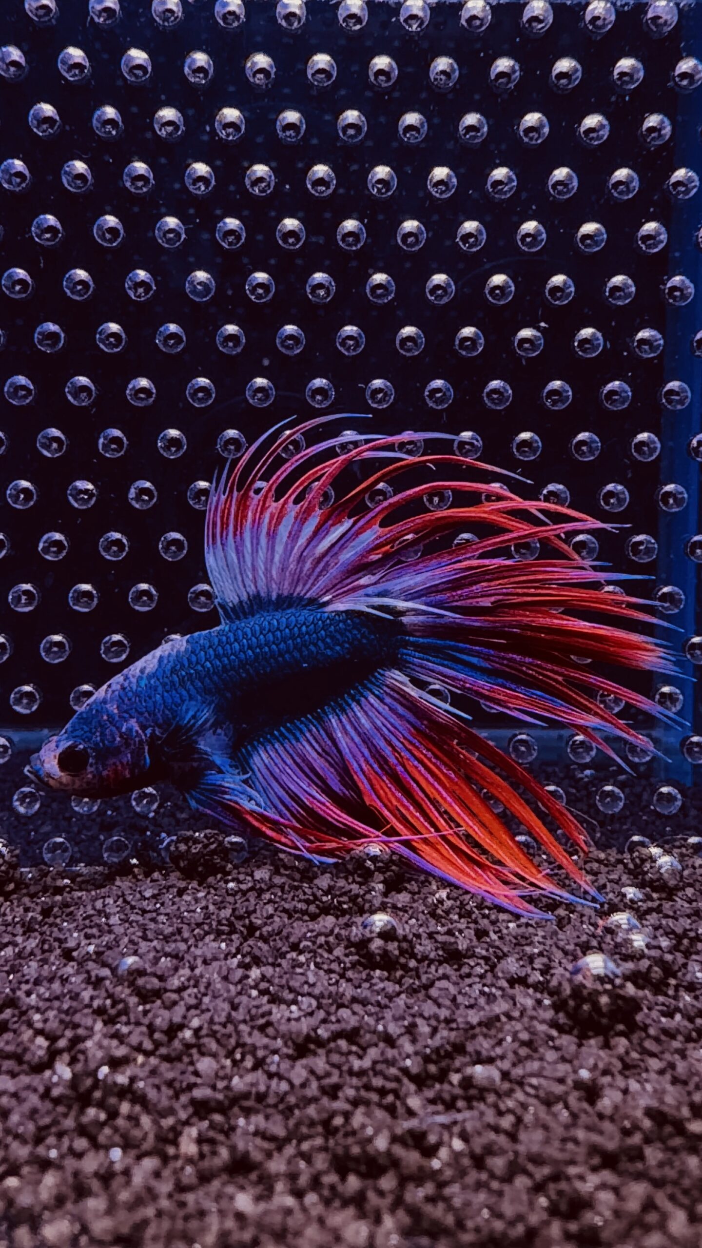 Betta - Crowntail Thai Flag (Mâle)