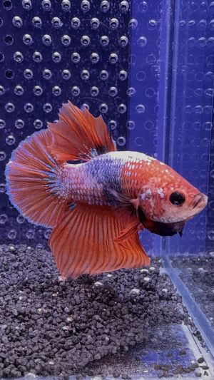 Betta - Plakat (Mâle)