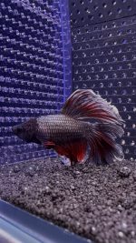 Betta - Super Delta (Mâle)