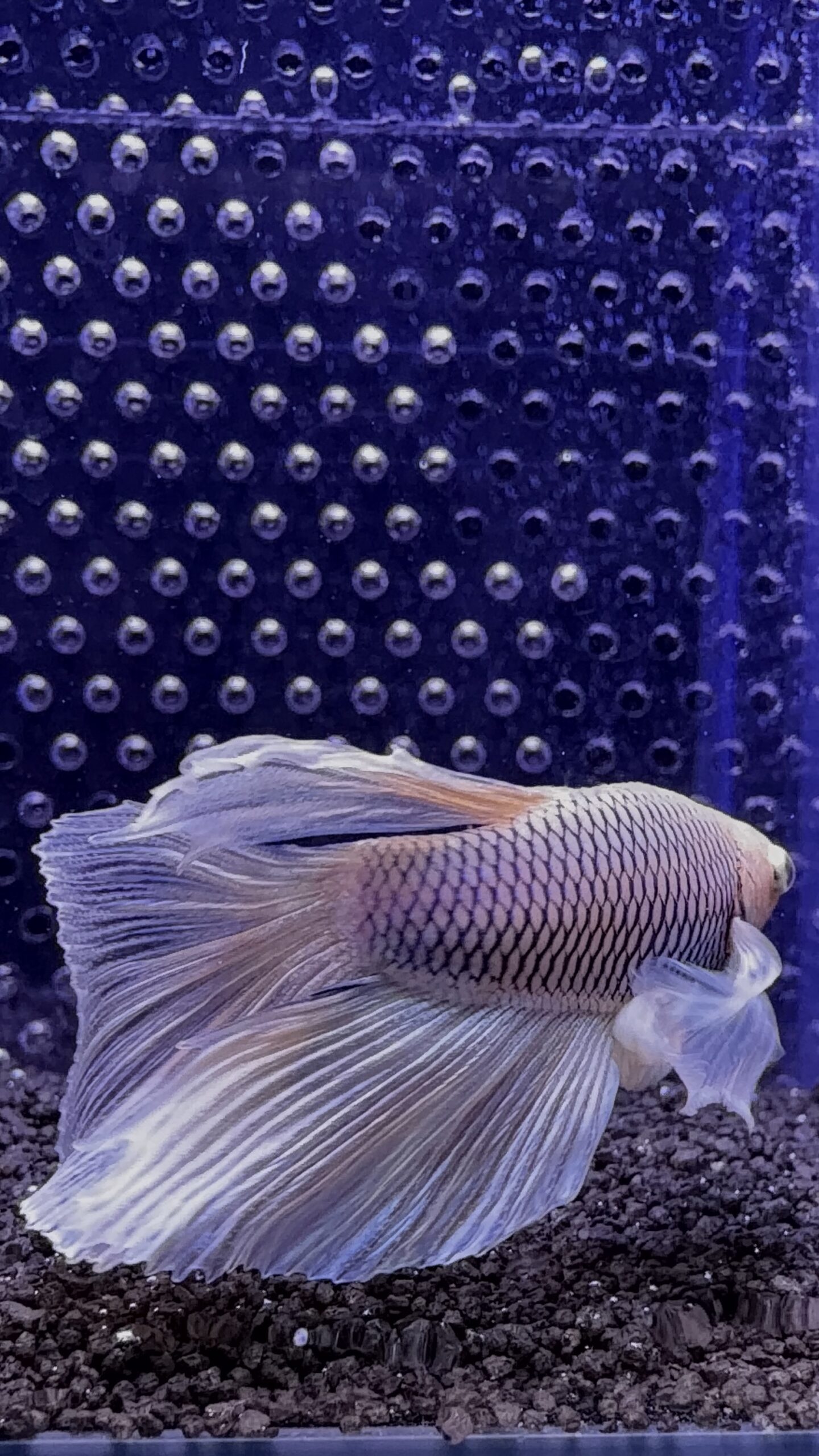 Betta - Super Delta Dumbo Ear (Mâle) – Image 2