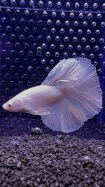 Betta - HalfMoon Dumbo Ear White (Mâle)