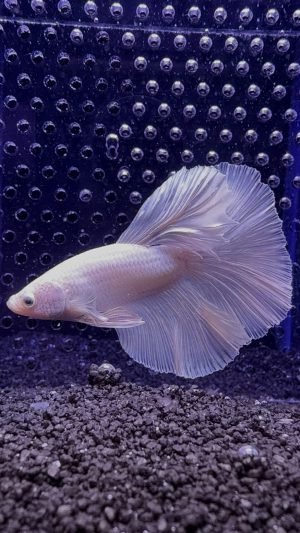 Betta - HalfMoon Dumbo Ear White (Mâle)