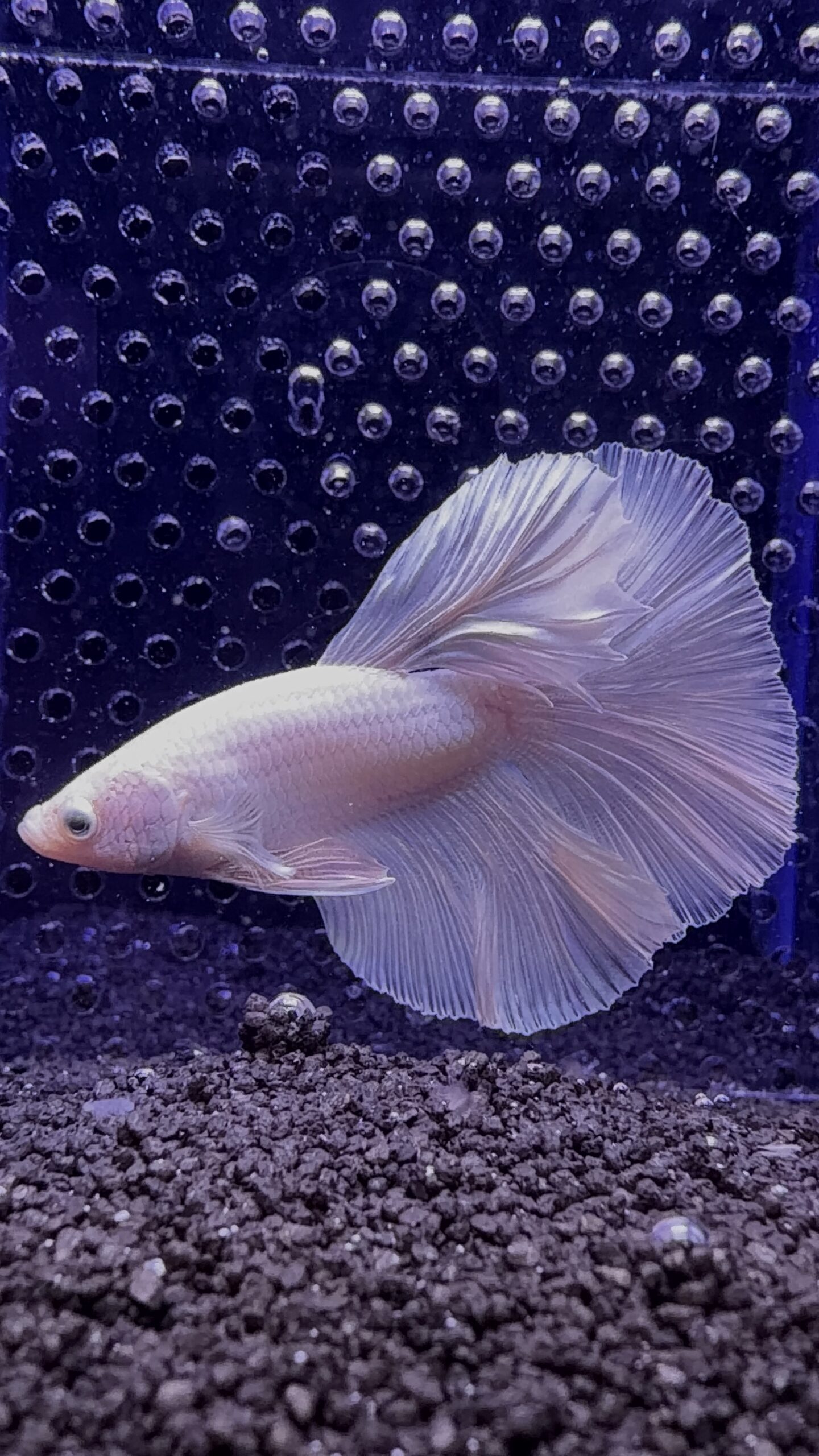 Betta - HalfMoon Dumbo Ear White (Mâle)