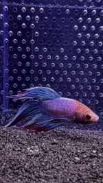 Betta - Splendens (Mâle)