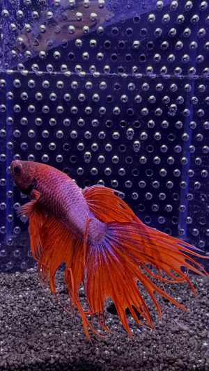 Betta - Crowntail (Mâle)