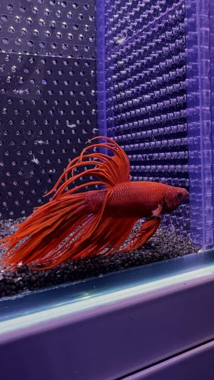 Betta - Crowntail (Mâle)