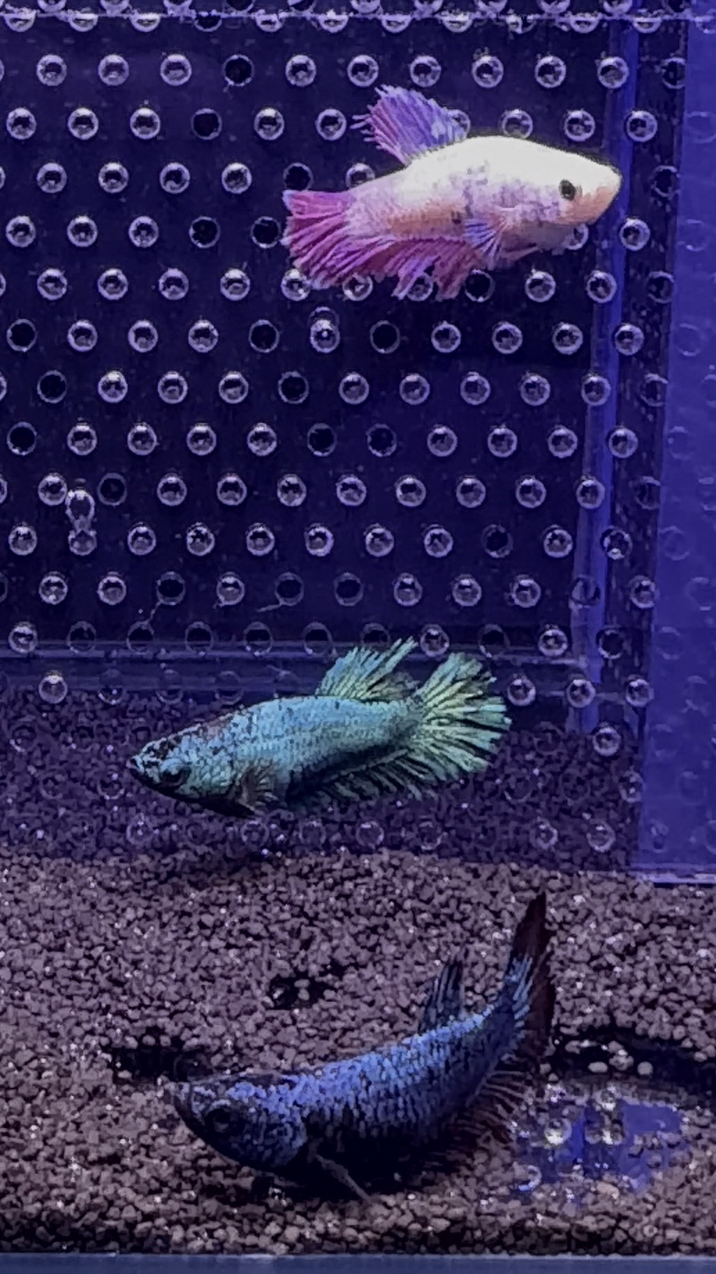 Betta Super Delta (Femelle) – Image 2