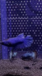 Betta Super Delta (Femelle)
