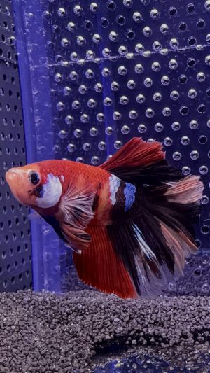 Betta - HalfMoon Koï (Mâle)