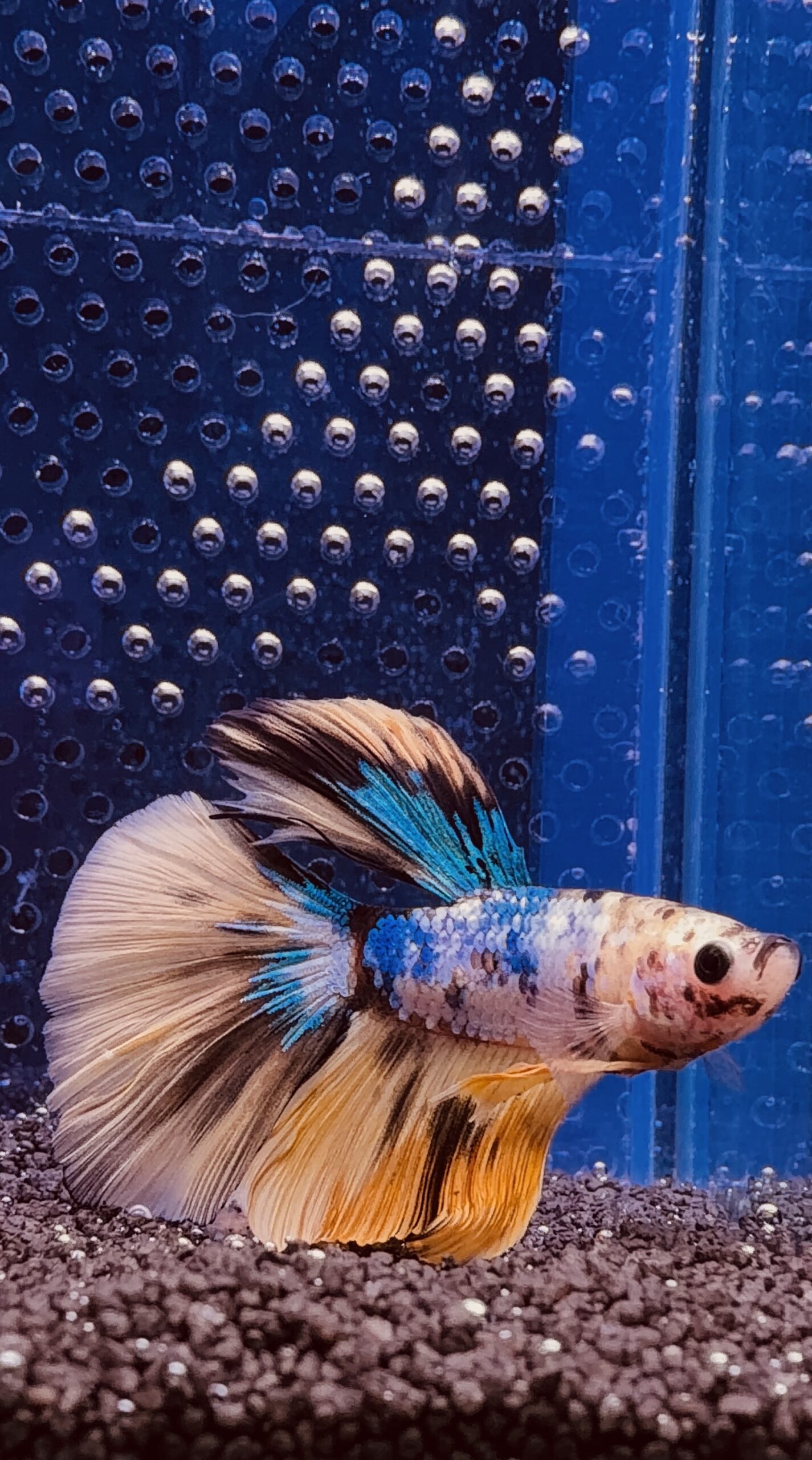 Betta - HalfMoon Yellow Galaxy (Mâle)