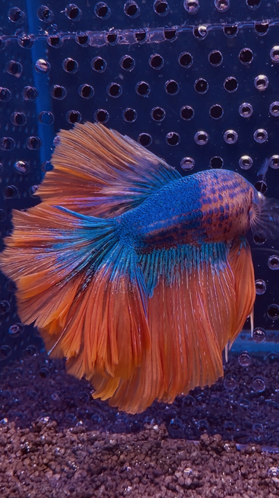 Betta - HalfMoon (Mâle)