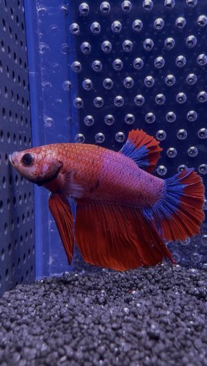 Betta - Plakat Helboy Red (Mâle)