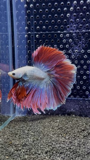 Betta - HalfMoon (Mâle)