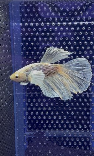 Betta - Super Delta Dumbo Ear (Mâle)