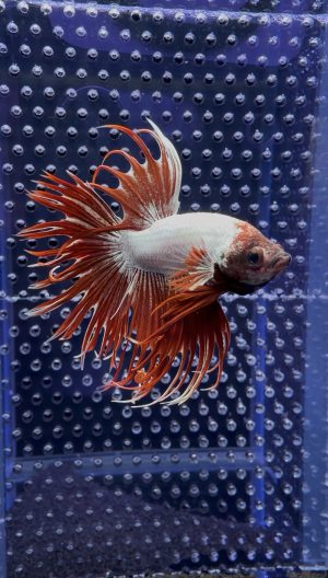 Betta - Crowntail Dragon (Mâle)