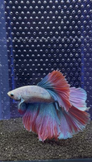 Betta - HalfMoon (Mâle)
