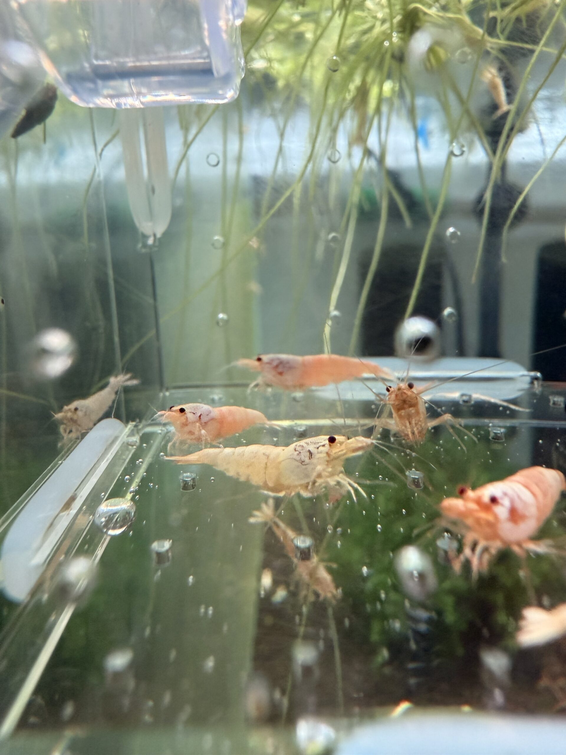 Lot 10x Caridina Snow White (médium grade) – Image 2