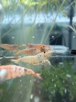 Lot 10x Caridina Snow White (médium grade)