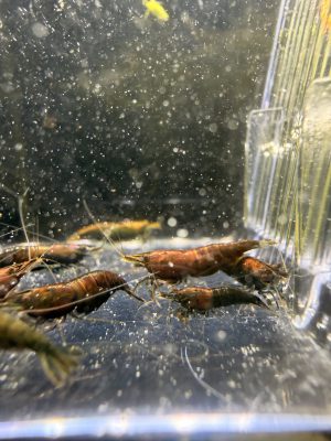 Lot 12x Neocaridina mixte Onyx Red / Hulk (top qualité)