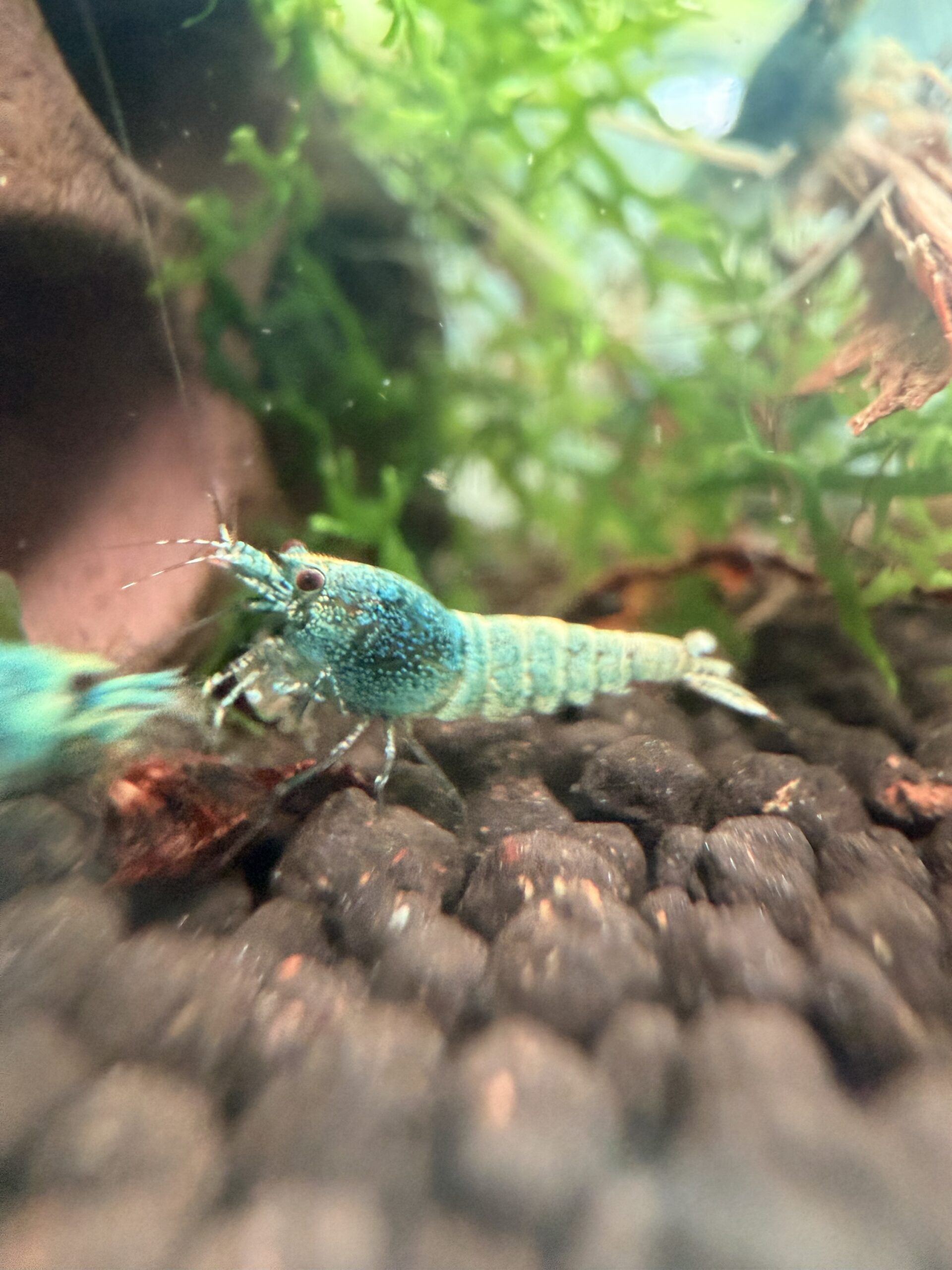 Lot 5x Caridina Blue Bolt (Low Grade)