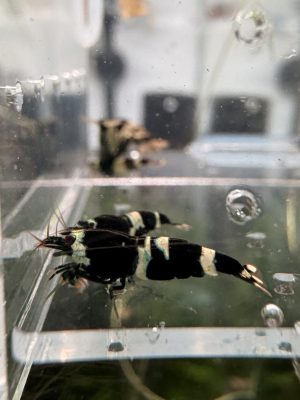 Lot 10x Caridina Blue Panda