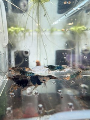 Lot 10x Caridina Crazy Blue/ Océan Blue (déclassé)